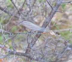 Xanthagrion erythroneurum