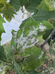Erysiphe platani