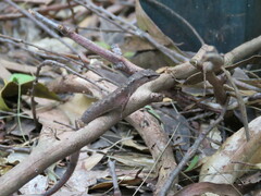 Saproscincus spectabilis
