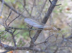 Xanthagrion erythroneurum