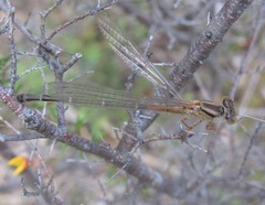 Xanthagrion erythroneurum
