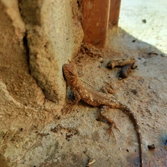 Sceloporus nelsoni