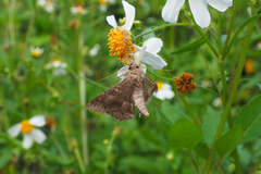 Racotis boarmiaria