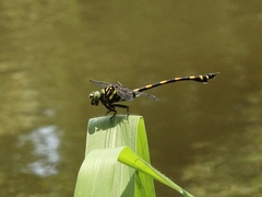Ictinogomphus decoratus