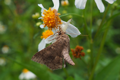 Racotis boarmiaria