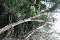 Tristaniopsis exiliflora