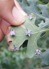 Cynips douglasii