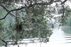 Tristaniopsis exiliflora