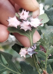 Cynips douglasii