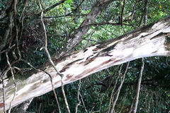 Tristaniopsis exiliflora