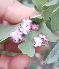 Cynips douglasii