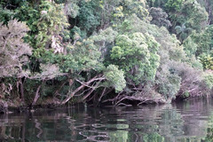 Tristaniopsis exiliflora