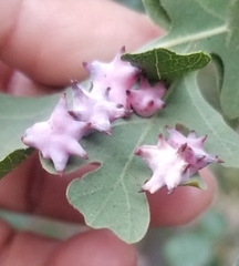 Cynips douglasii