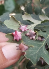 Cynips douglasii