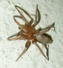 Gnaphosidae