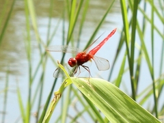 Crocothemis servilia