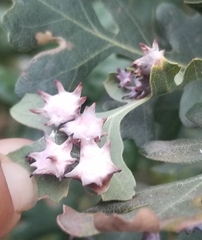 Cynips douglasii