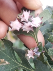 Cynips douglasii