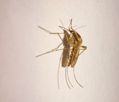 Aedes caspius