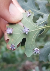 Cynips douglasii