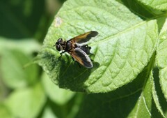 Trichopoda pictipennis