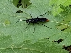 Protichneumon grandis