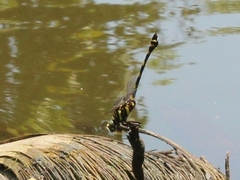 Ictinogomphus decoratus