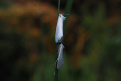 Schoenobiinae