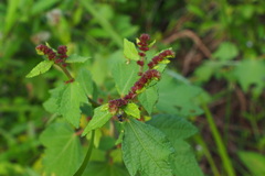 Triumfetta rhomboidea