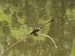 Ictinogomphus decoratus