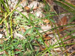 Croton michauxii var. ellipticus image