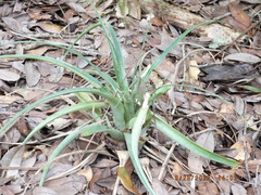 Tillandsia utriculata