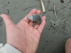Struthiolaria papulosa