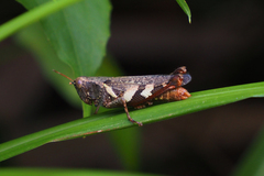 Xenocatantops brachycerus