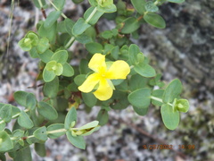 Hypericum tetrapetalum