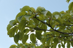 Hymenodictyon