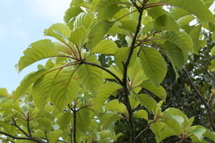 Hymenodictyon