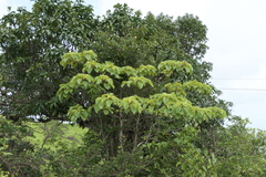 Hymenodictyon
