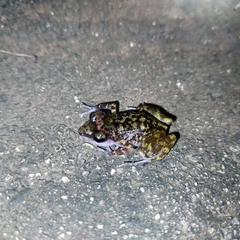 Eleutherodactylus interorbitalis