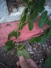 Vincetoxicum hirsutum