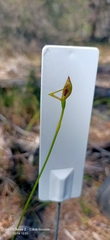 Drakaea elastica