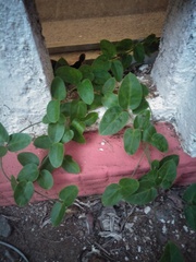 Vincetoxicum hirsutum