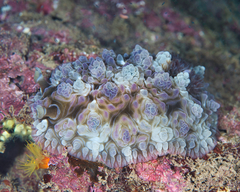 Dendrodoris tuberculosa