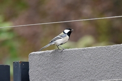 Parus minor