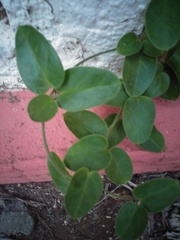 Vincetoxicum hirsutum