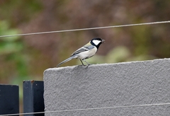 Parus minor