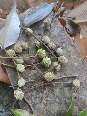 Castanopsis carlesii