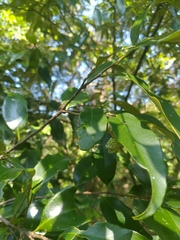 Castanopsis carlesii