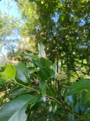 Castanopsis carlesii