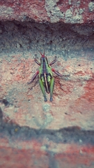 Sphenarium